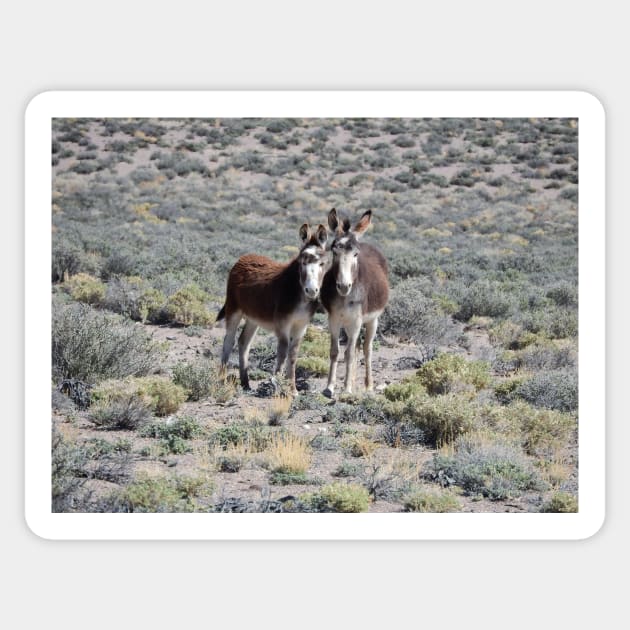 Wild burros, donkeys, wildlife, Mama and Baby Burro Sticker by sandyo2ly